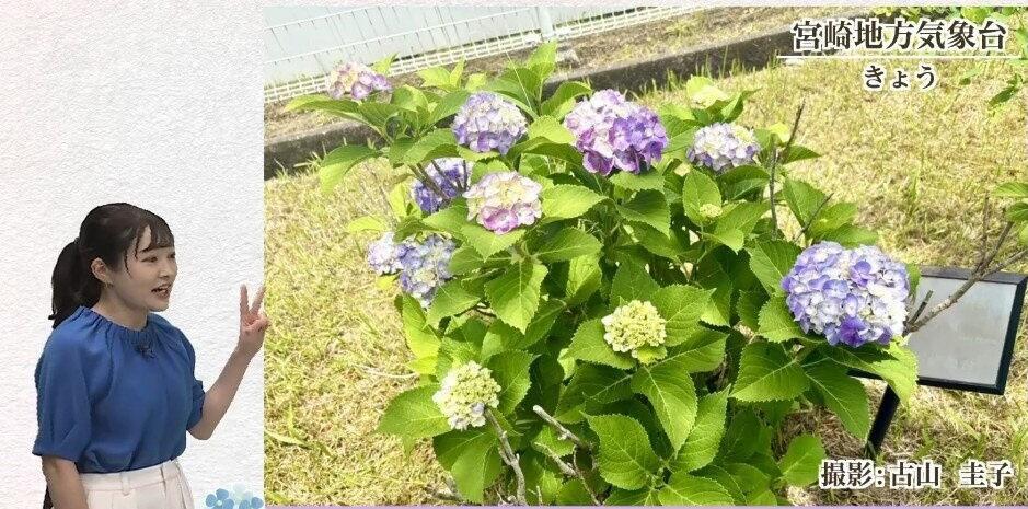 アジサイの本当の花はどこ？開花の基準と構造を知ろう｜｜古山さんの